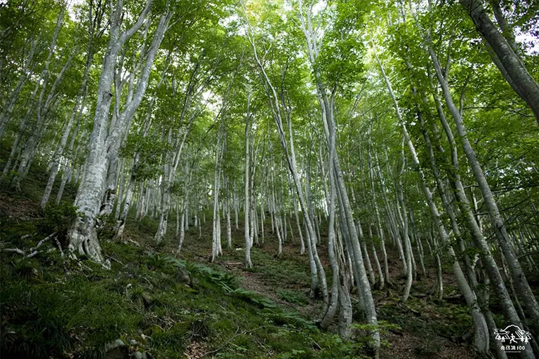 奥信濃登山道整備